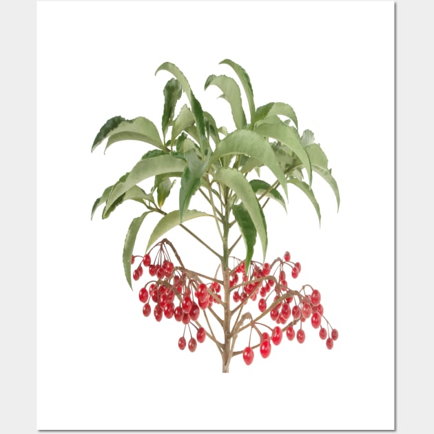 Spice Berry Ardisia Evergreen Shrub Vector Wall Art by taiche